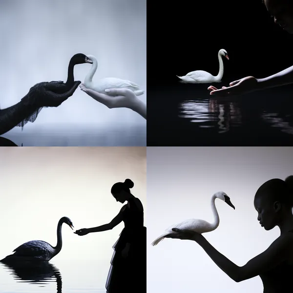 /imagine The silhouette of a black swan and the silhouette of a white hand --relax --aspect 1:1 --version 5.2 --quality 1 --stylize 100